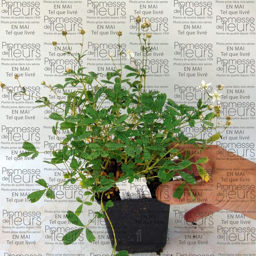 Ejemplo de ejemplar de Potentilla tridentata Minima - Potentille vivace Godet de 9cm tal y como se entrega
