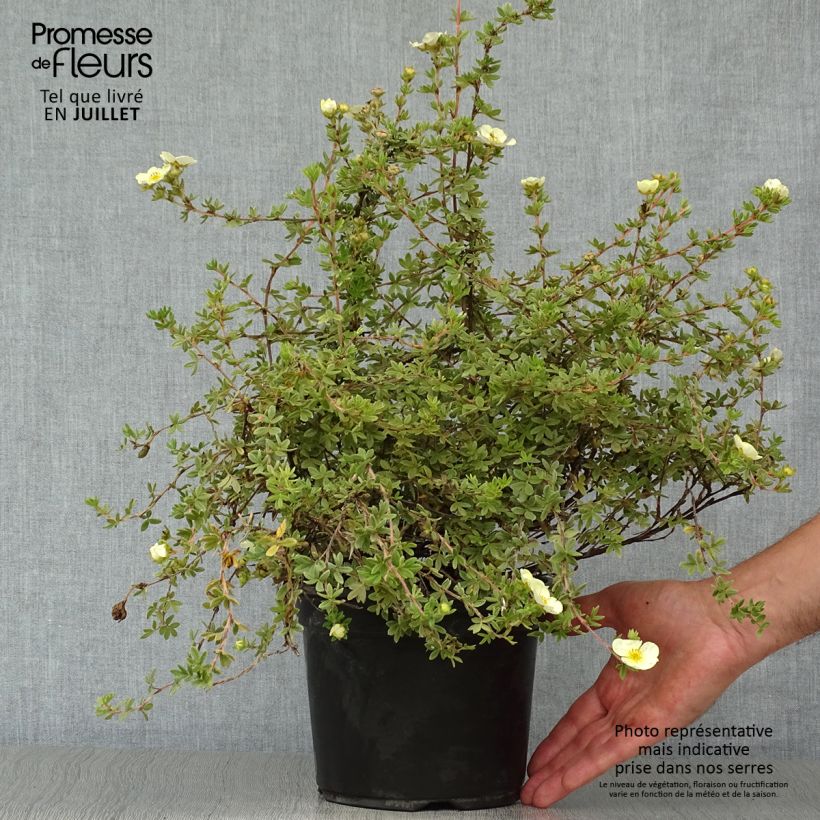 Ejemplar de Potentilla fruticosa Primrose Beauty Maceta 2L/3L entregado en verano