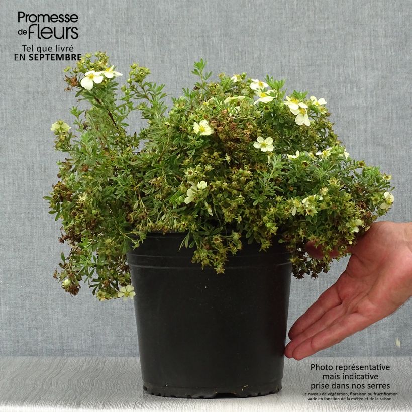 Ejemplar de Potentilla fruticosa Creamissima Maceta 4L/5L entregado en otoño