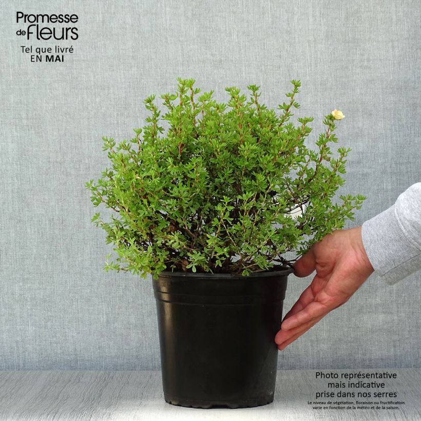 Potentilla fruticosa Double Punch Peach Maceta 4L/5L Ejemplar entregado en la primavera