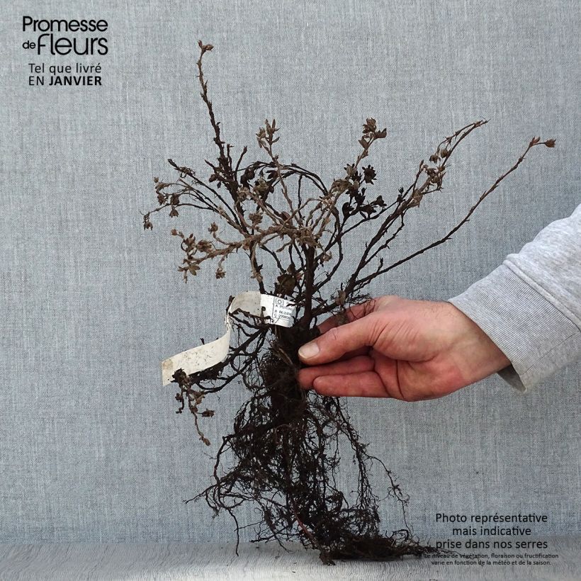 Potentilla fruticosa Elizabeth Raíces desnudasAltura de entrega aprox. 25/40cm Ejemplar entregado en invierno