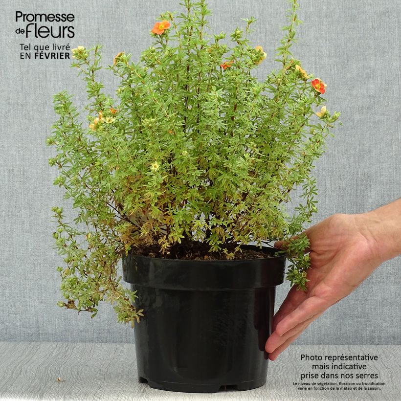 Ejemplar de Potentilla fruticosa Orangissima Maceta 4L/5L entregado en otoño
