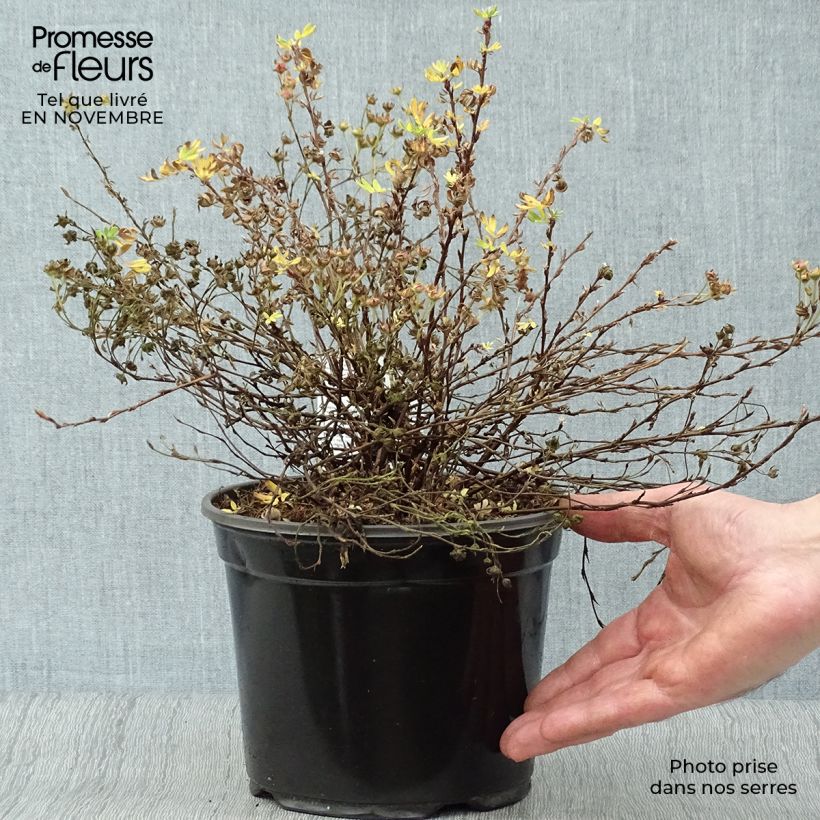 Ejemplar de Potentilla fruticosa Abbotswood Maceta 2L/3L entregado en otoño