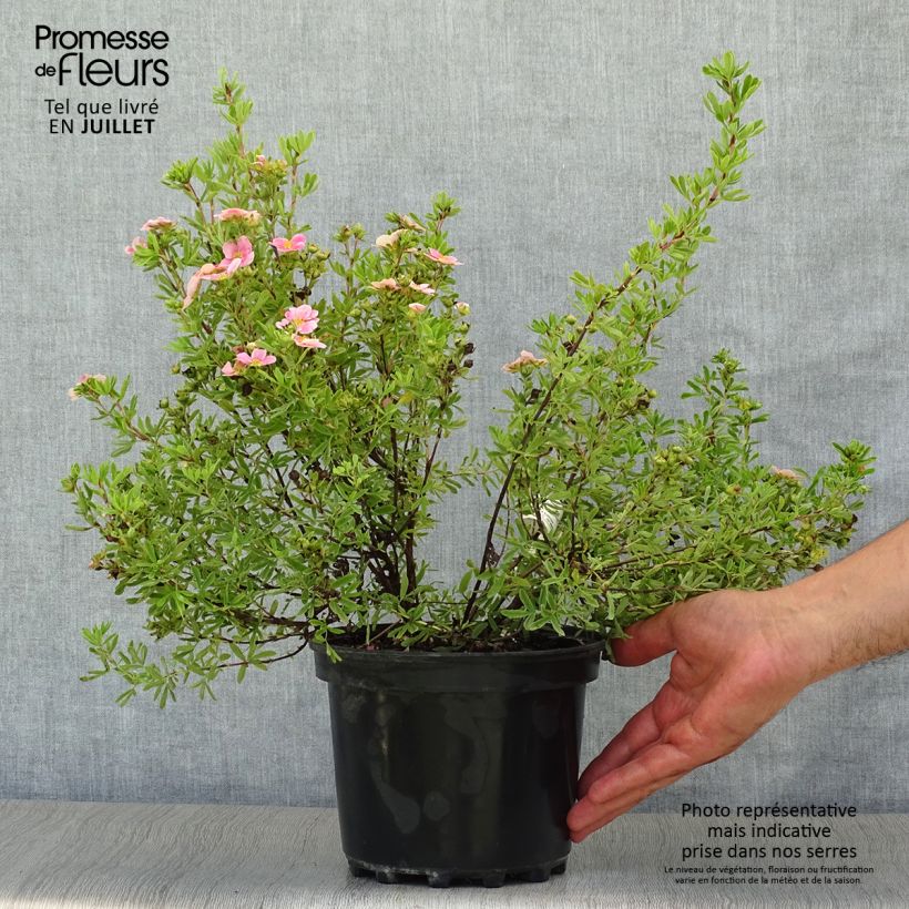 Ejemplar de Potentilla fruticosa Pink Paradise - Potentille arbustive Pot de 2L/3LHauteur livrée env. 20/30cm entregado en verano