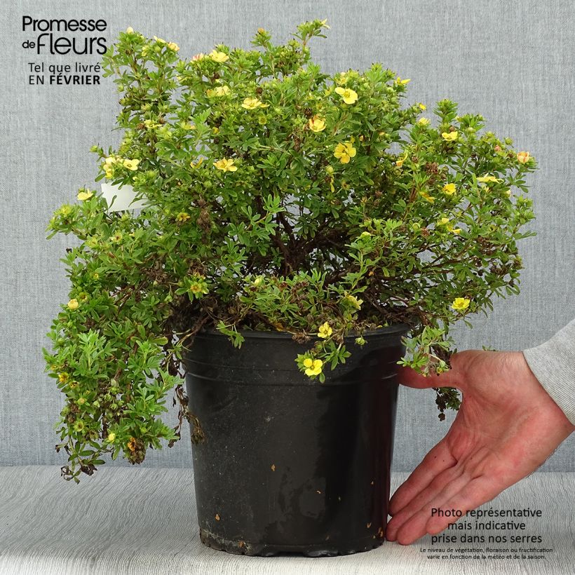 Ejemplar de Potentilla fruticosa Solar'issima Maceta 4L/5L entregado en otoño