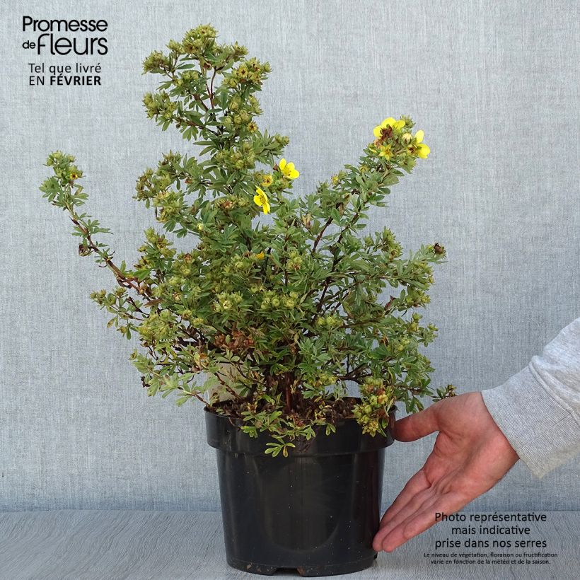 Ejemplar de Potentilla fruticosa Sommerflor Maceta 2L/3L entregado en otoño