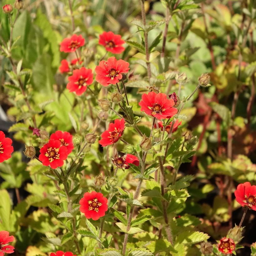 Potentilla Gibson s Scarlet (Floración)