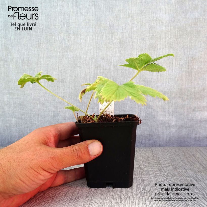 Ejemplar de Potentilla William Rollisson Maceta de 8/9 cm entregado en verano