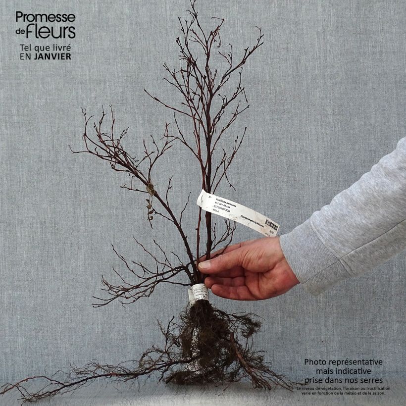 Potentilla fruticosa - Cincoenrama leñoso Raíces desnudasAltura de entrega aprox. 30/40cm Ejemplar entregado en invierno