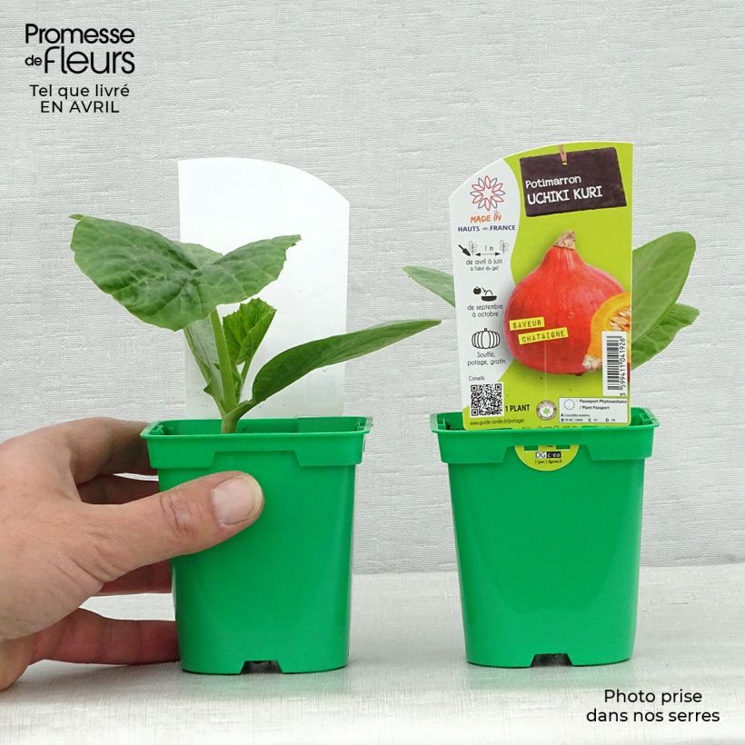 Calabaza Uchiki-Kuri (plantas) Maceta de 10 cm/11 cm Ejemplar entregado en la primavera