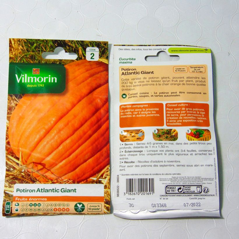 Ejemplo de ejemplar de Calabaza Atlantic Giant - Vilmorin saco de 18 semillas (3g) tal y como se entrega