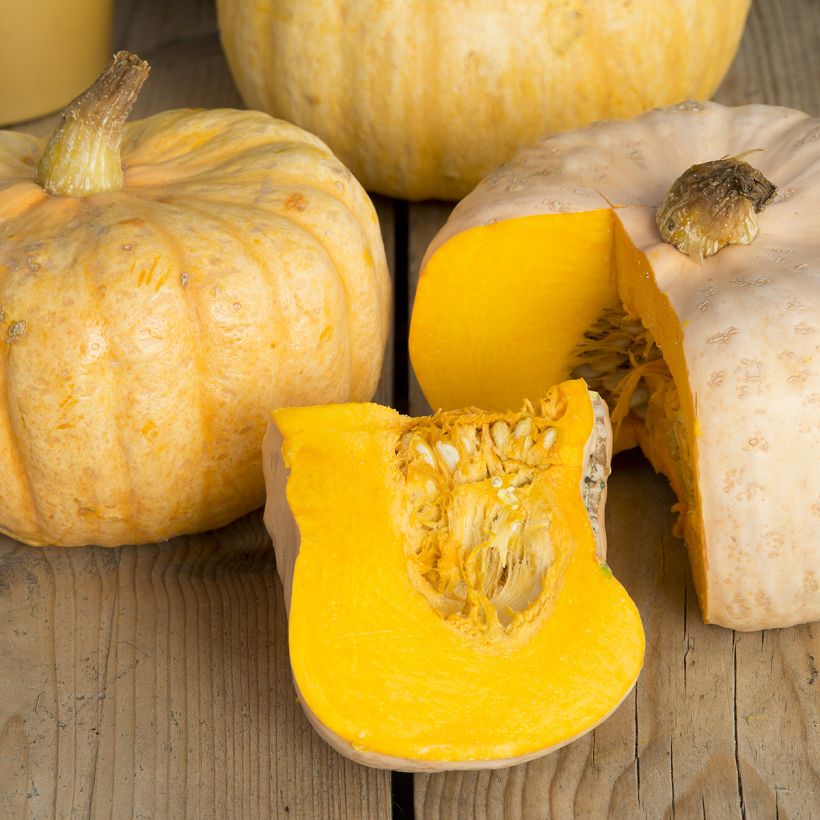 Calabaza Australian Butter (Cosecha)