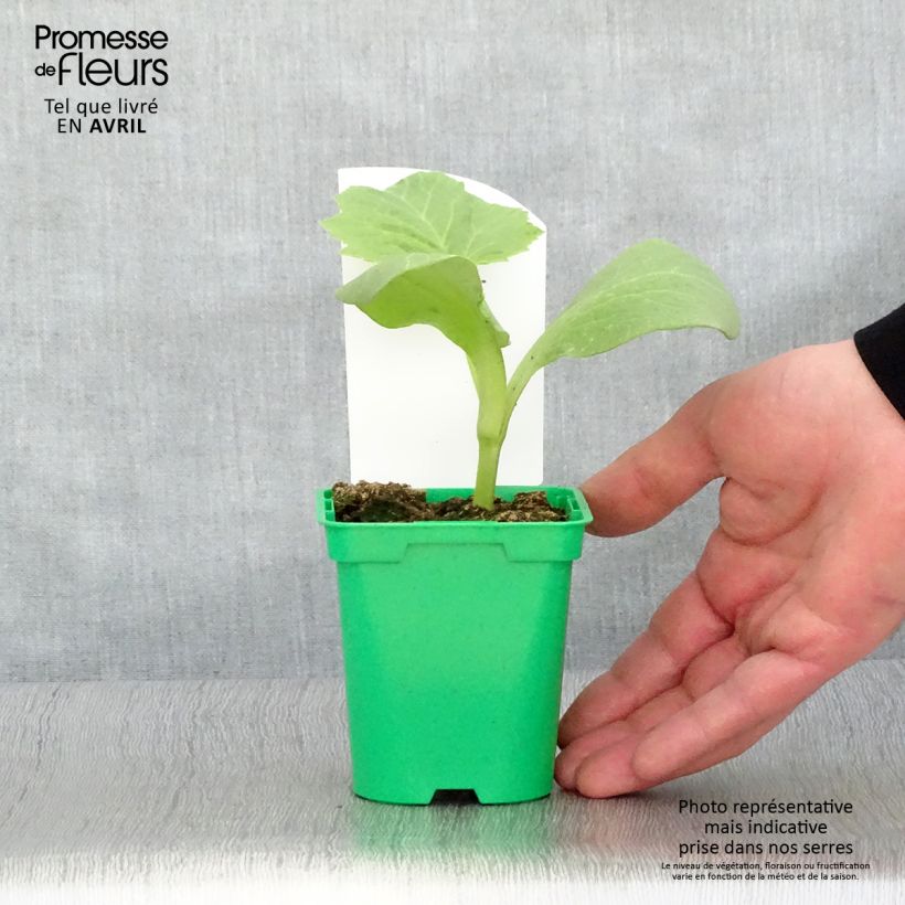 Calabaza Roja d'Etampes (plantas) Maceta de 10 cm/11 cm Ejemplar entregado en la primavera