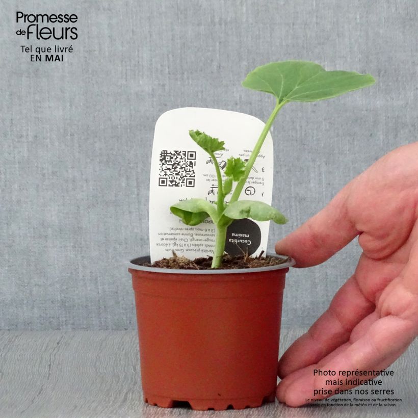 Calabaza Roja d'Etampes Bio (plantas) Maceta de 10 cm/11 cm Ejemplar entregado en la primavera