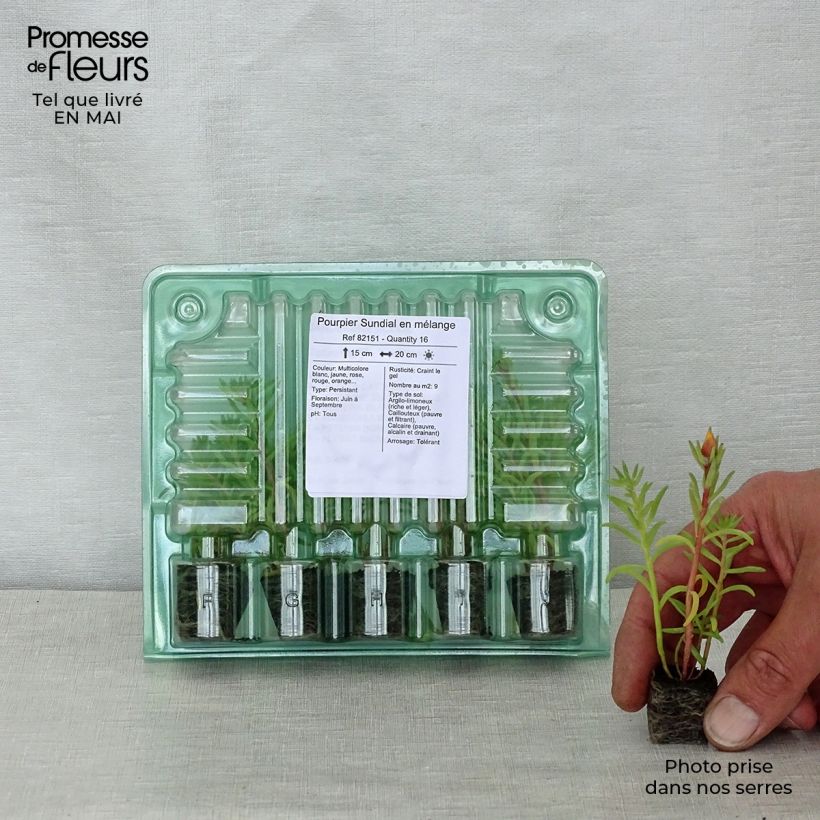 Portulaca grandiflora Sundial Mix Bandeja de semillero: cepellón 3,8 cm x 3,2 cm en bandeja de cultivo por 16 Ejemplar entregado en la primavera
