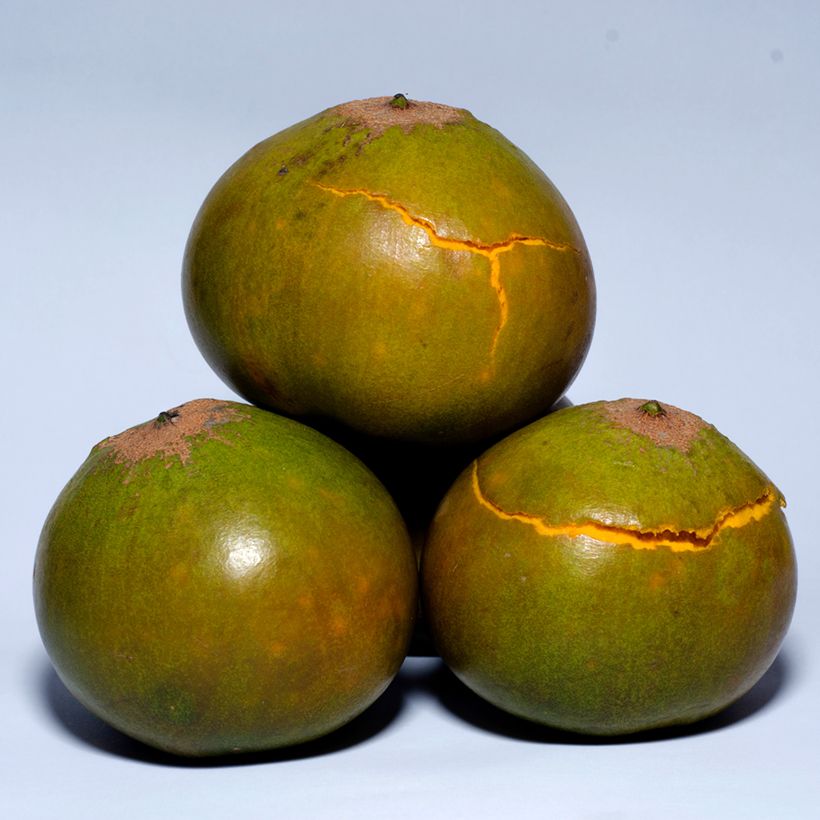 Lúcumo - Pouteria obovata (Cosecha)