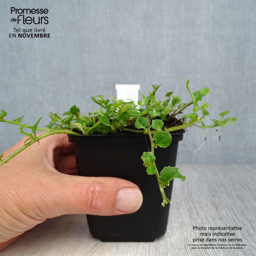 Ejemplar de Pratia angulata Maceta de 8/9 cm entregado en otoño