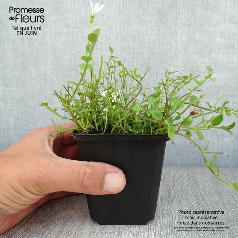 Ejemplar de Pratia angulata Godet de 9cm entregado en verano