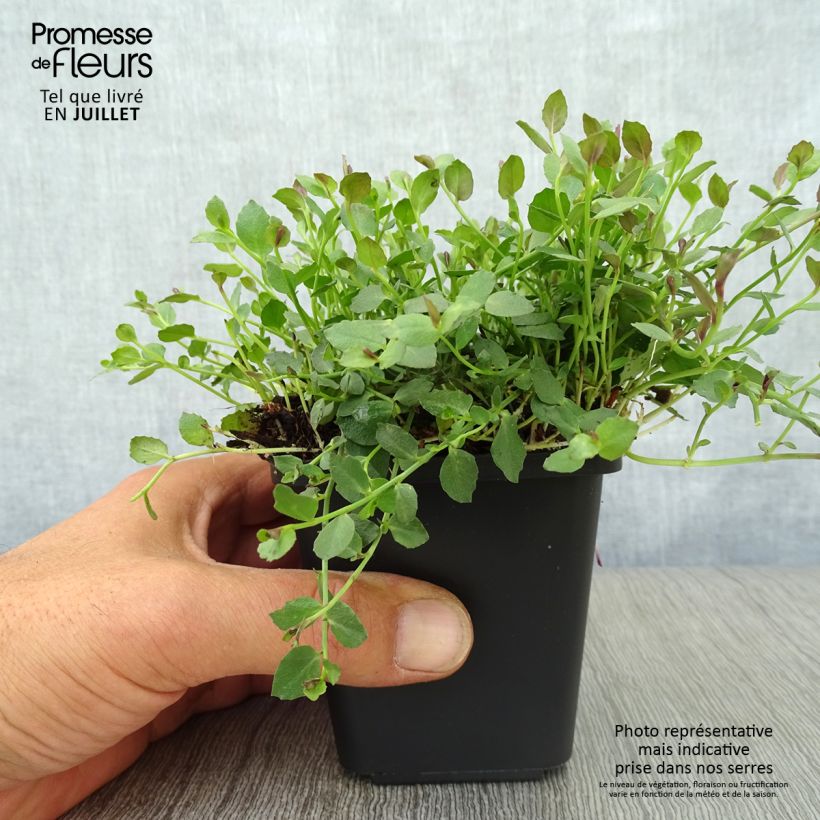 Ejemplar de Pratia pedunculata County Park Godet de 8 cm entregado en verano