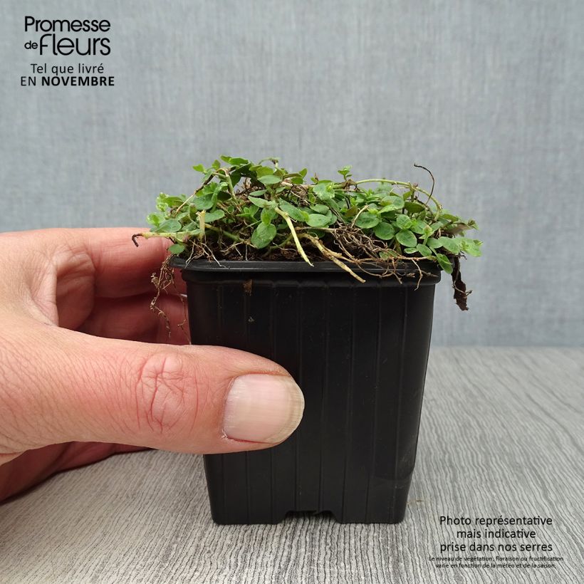 Ejemplar de Pratia pedunculata Maceta de 8/9 cm entregado en otoño