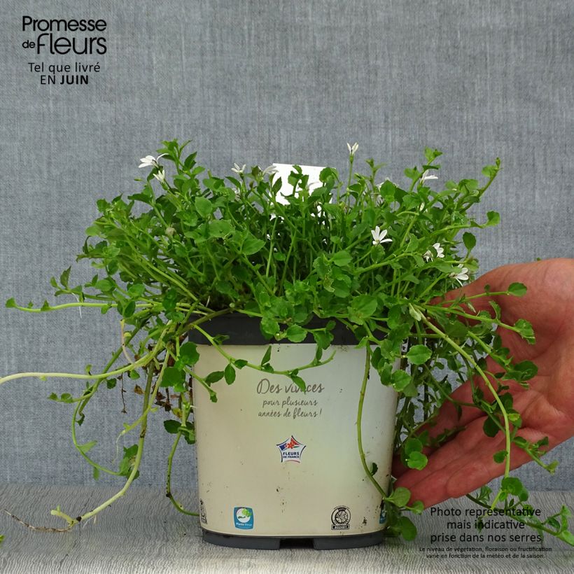 Ejemplar de Pratia pedunculata Pot de 2L/3L entregado en verano