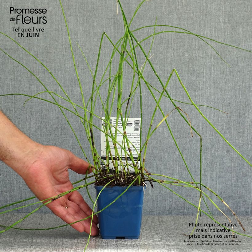 Ejemplar de Equisetum fluviatile - Cola de caballo de río Maceta de 8/9 cm entregado en verano
