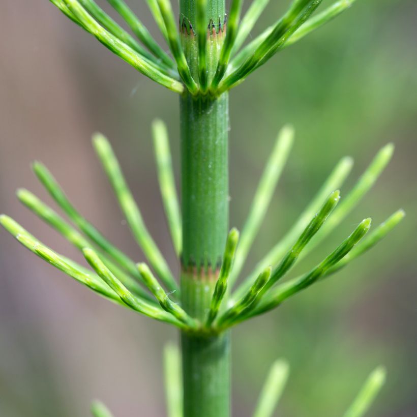 Equisetum fluviatile - Cola de caballo de río (Follaje)