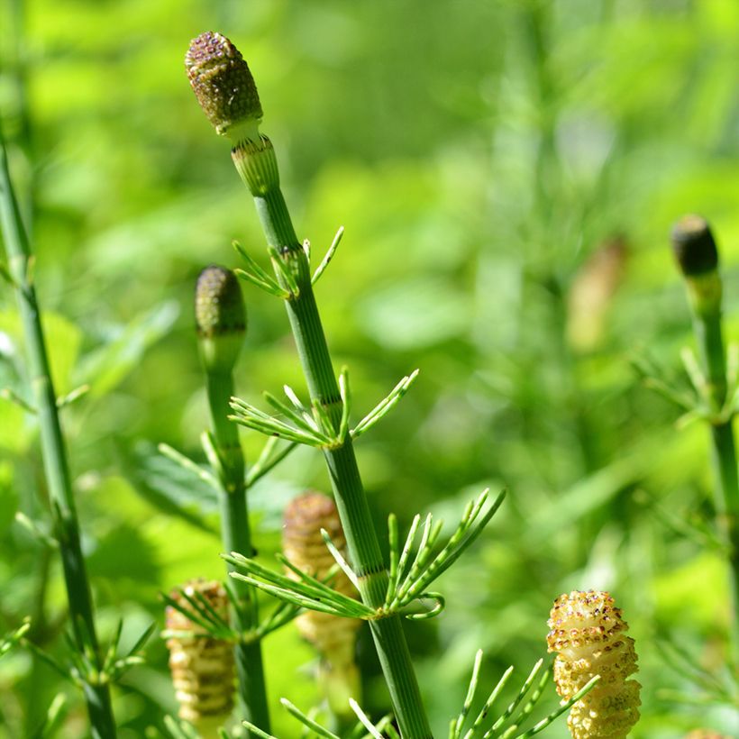Equisetum fluviatile - Cola de caballo de río (Floración)