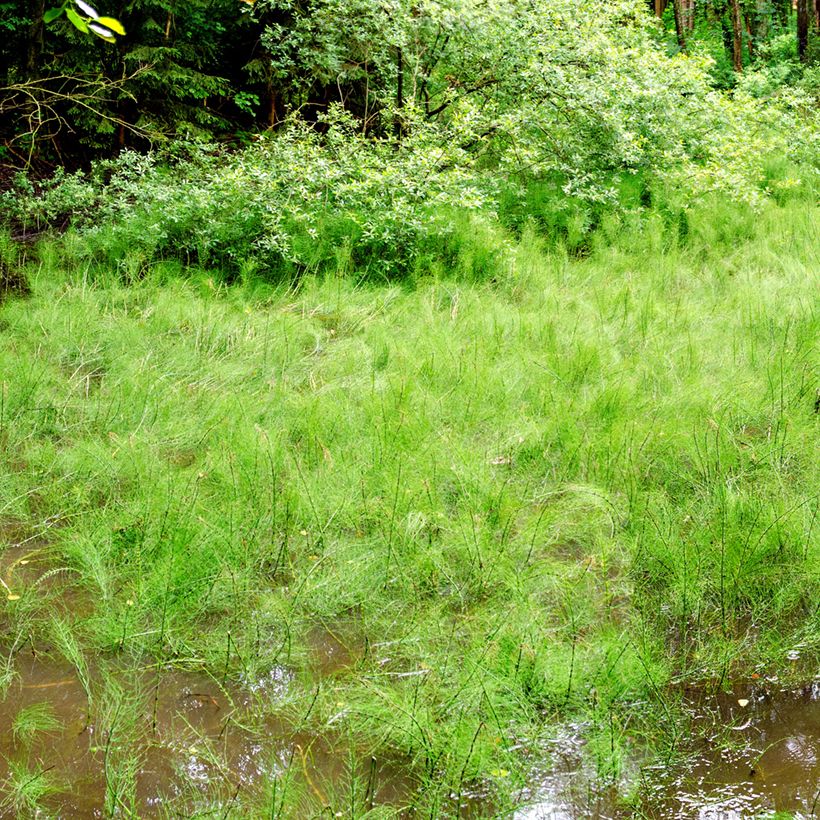 Equisetum fluviatile - Cola de caballo de río (Porte)