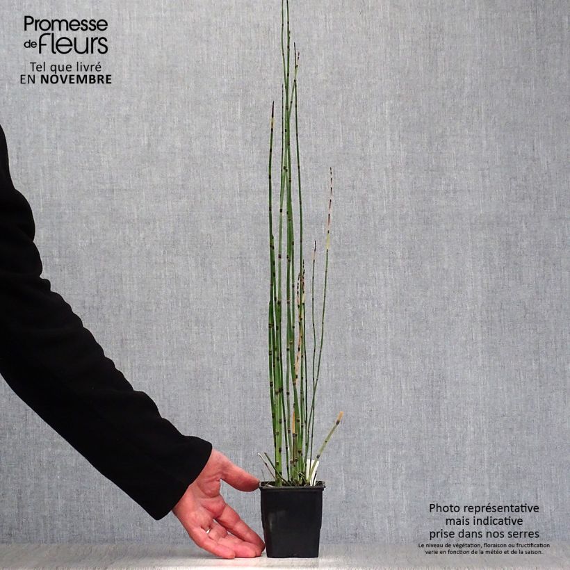 Ejemplar de Equisetum hyemale - Cola de caballo de invierno Maceta de 8/9 cm entregado en otoño