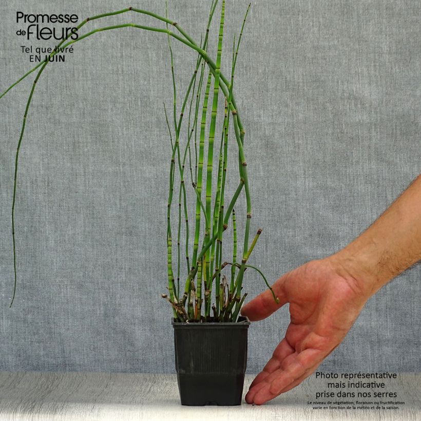 Ejemplar de Equisetum hyemale - Cola de caballo de invierno Maceta de 8/9 cm entregado en verano