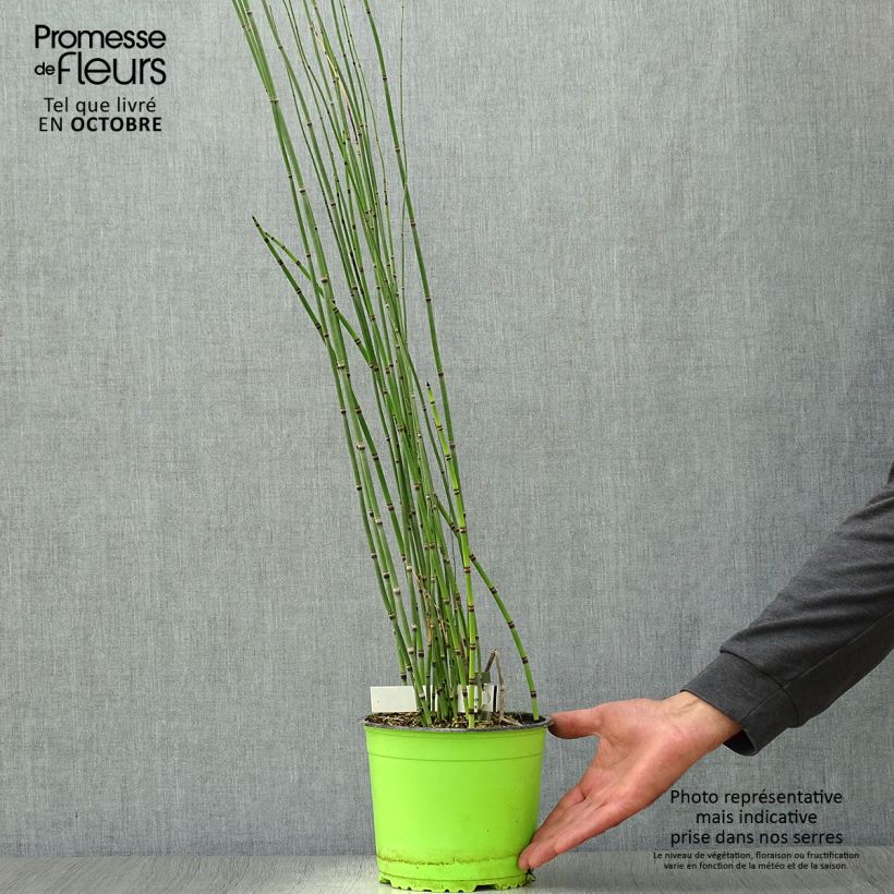 Ejemplar de Equisetum hyemale - Cola de caballo de invierno Maceta 2L/3L entregado en otoño