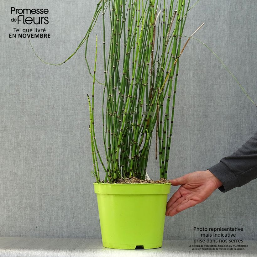 Ejemplar de Equisetum hyemale - Cola de caballo de invierno Maceta 7,5L/10L entregado en otoño