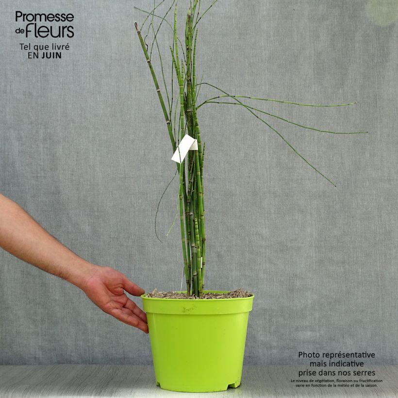 Ejemplar de Equisetum hyemale - Cola de caballo de invierno Maceta 7,5L/10LAltura de entrega aprox. 50/60cm entregado en verano