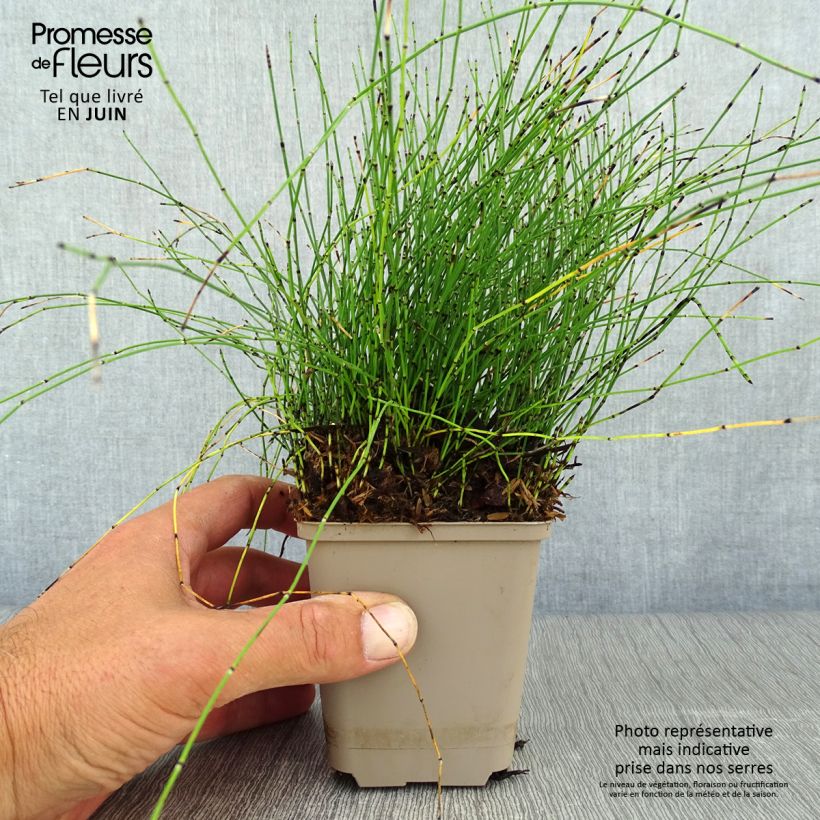 Ejemplar de Equisetum scirpoides - Cola de caballo de junco Maceta de 8/9 cm entregado en verano