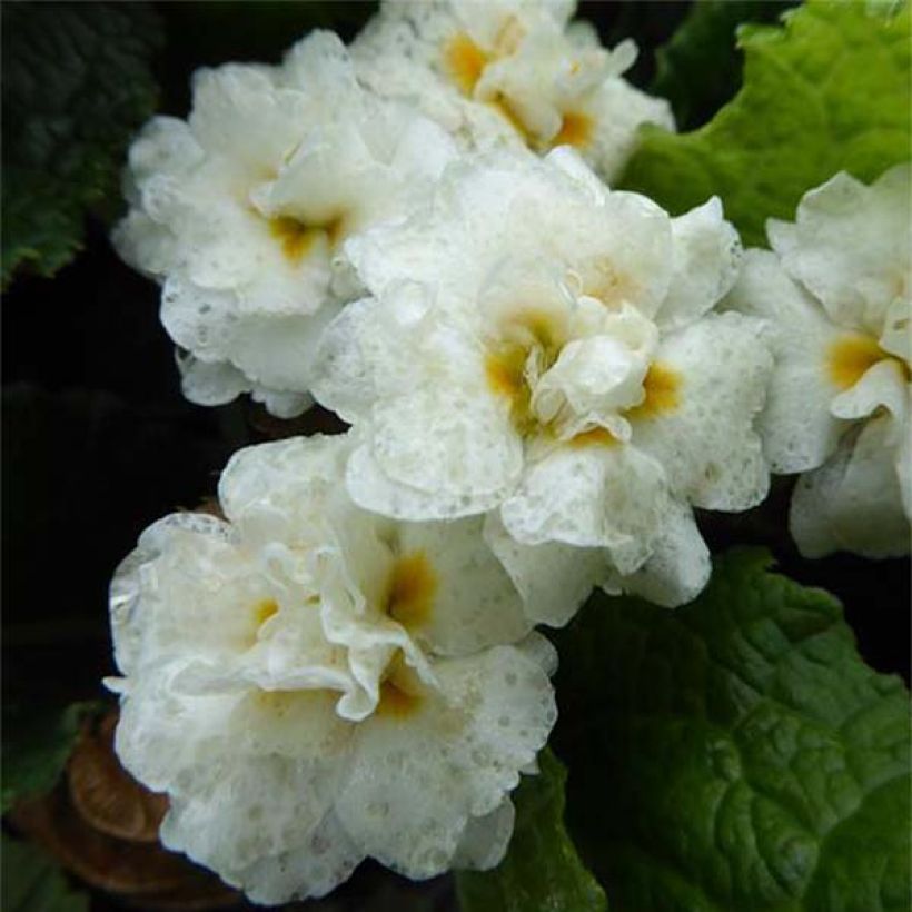 Primula Mr Brouart (Floración)