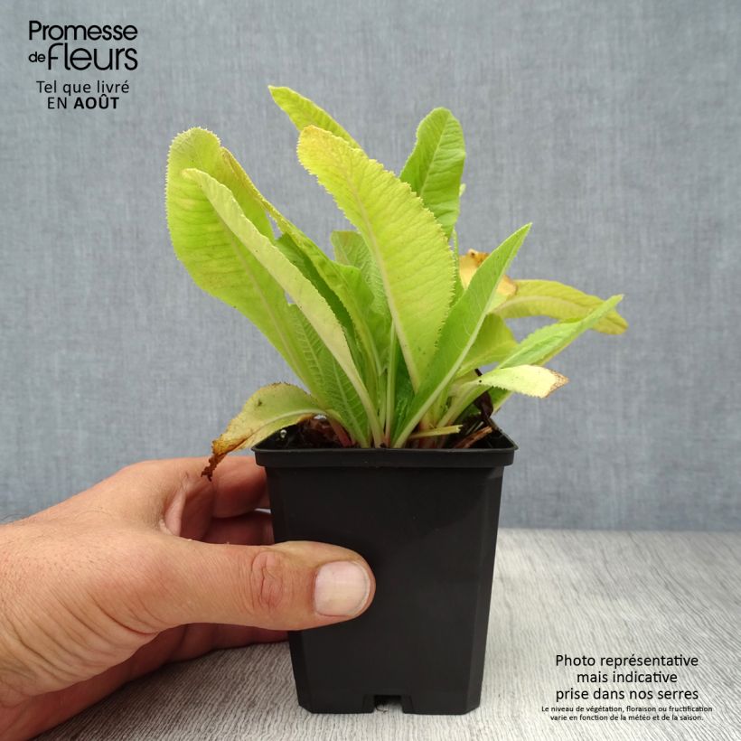 Ejemplar de Primula denticulata Cashmeriana Maceta de 8/9 cm entregado en verano