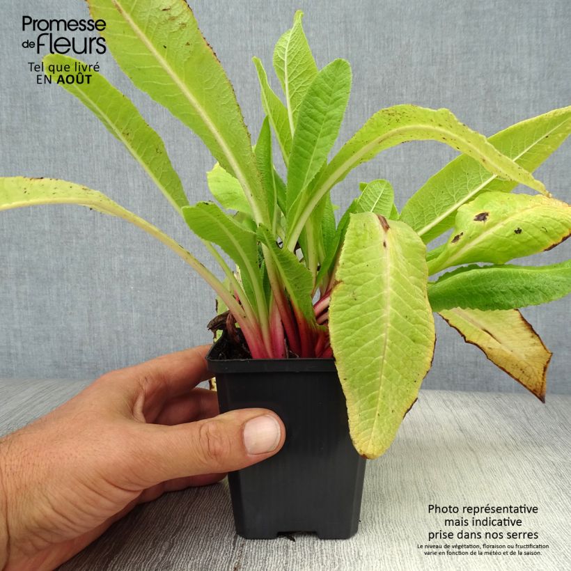 Ejemplar de Primula denticulata Rubin Maceta de 8/9 cm entregado en verano