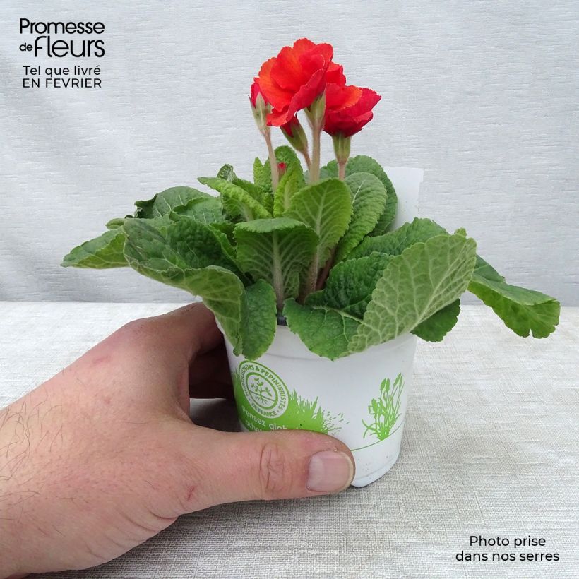 Primula eliator Cottage Shades Maceta de 8/9 cm Ejemplar entregado en invierno
