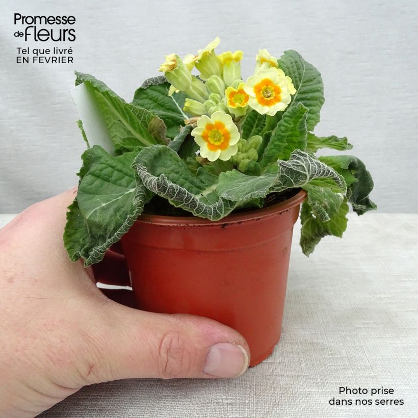 Primula eliator Cream Orange Eye Maceta de 8/9 cm Ejemplar entregado en invierno