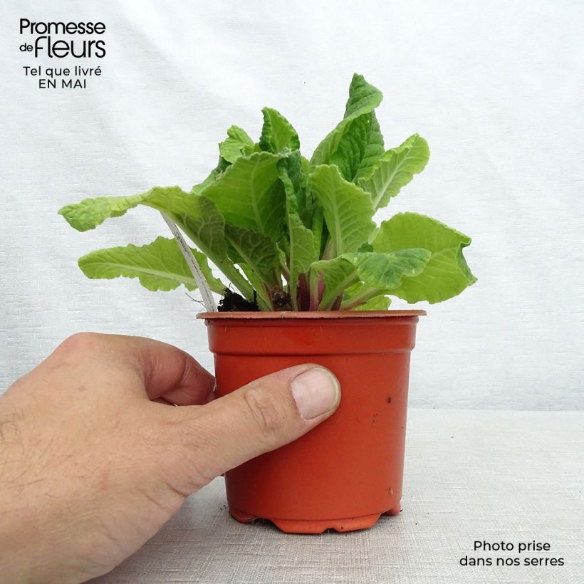 Primula eliator Cream Orange Eye Maceta de 8/9 cm Ejemplar entregado en la primavera