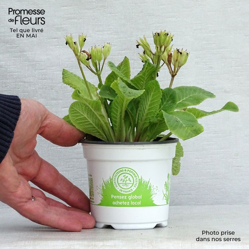 Primula eliator Mister Gold Laced Maceta de 8/9 cm Ejemplar entregado en la primavera