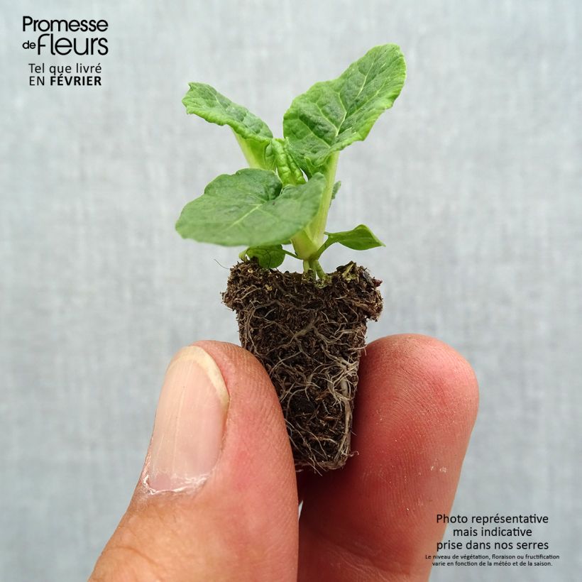 Ejemplar de Primula eliator Veristar Late Red F1 minicepellón: Ø 1,5/2,5 cm entregado en otoño