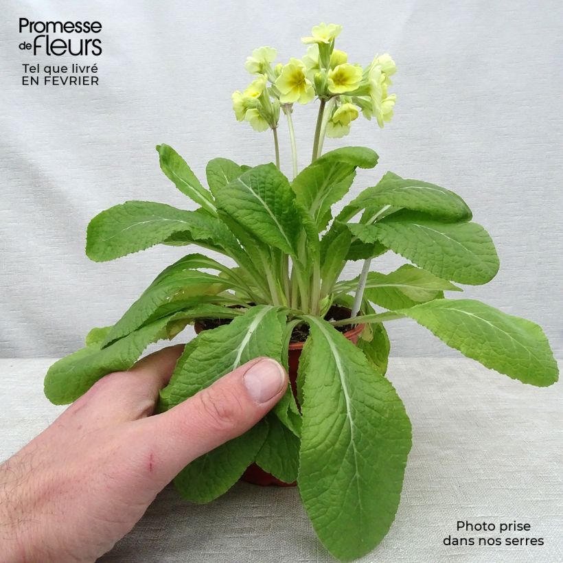 Primula eliator Veristar Lemon Maceta de 8/9 cm Ejemplar entregado en invierno