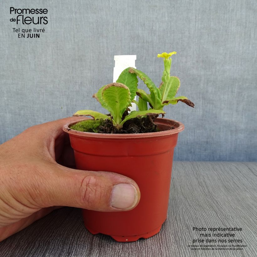 Ejemplar de Primula eliator Veristar Yellow Maceta de 8/9 cm entregado en verano
