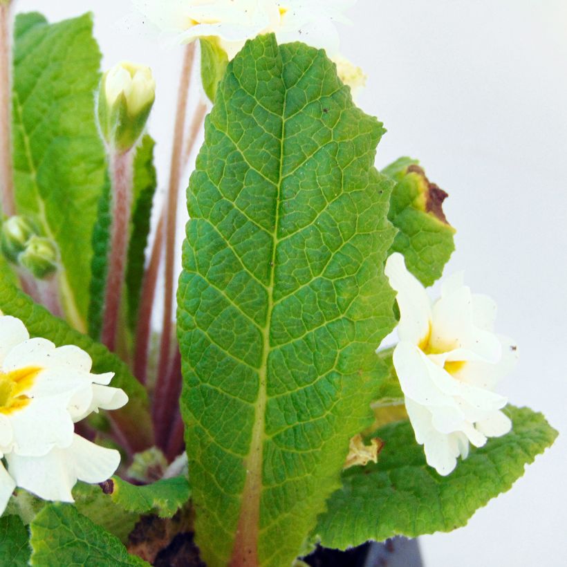 Primula Mr Brouart (Follaje)