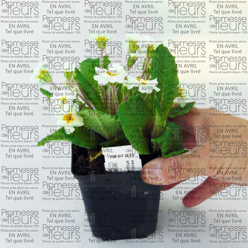 Ejemplo de ejemplar de Primula Mr Brouart Maceta de 8/9 cm tal y como se entrega