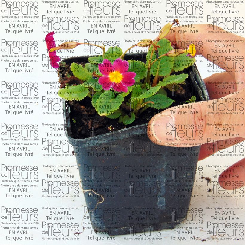 Ejemplo de ejemplar de Primula juliae Ideaal Maceta de 8/9 cm tal y como se entrega