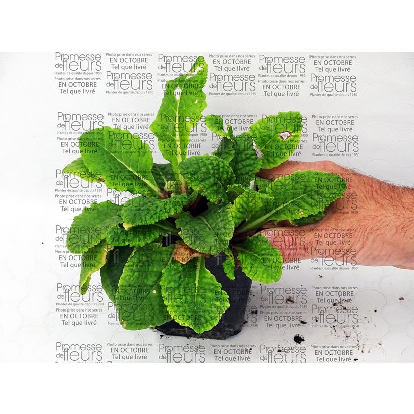 Ejemplo de ejemplar de Primula polyantha Tie Dye Maceta de 8/9 cm tal y como se entrega