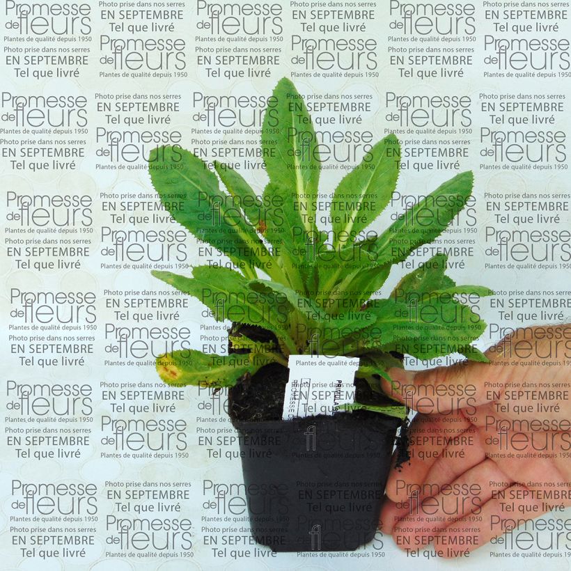 Ejemplo de ejemplar de Primula secundiflora Maceta de 8/9 cm tal y como se entrega